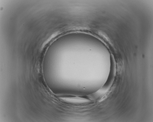 X0000065961165200603172017