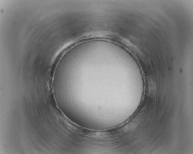 X0000065961166200603172017