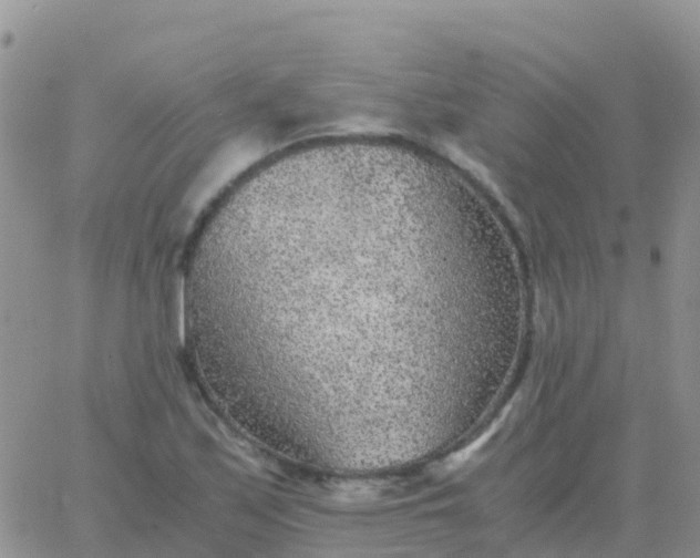 X0000065961171200603172017