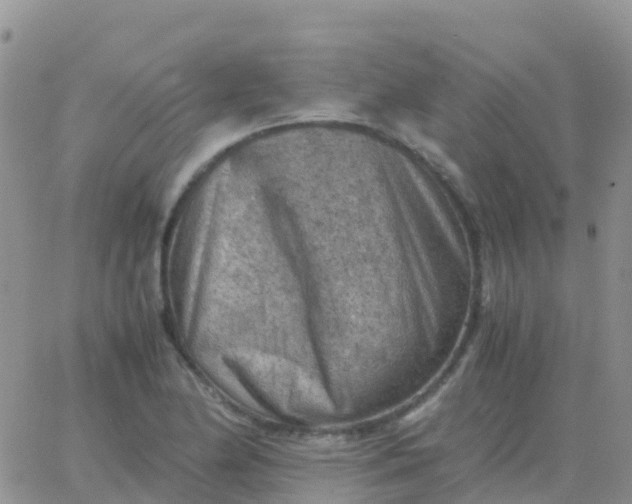 X0000065961174200603172017