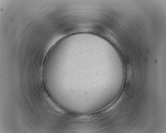 X0000065961178200603172017