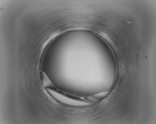 X0000065961181200603172017