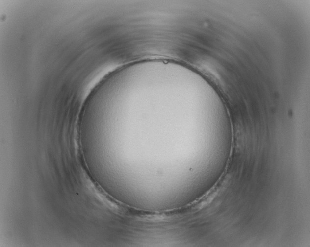 X0000065961182200603172017