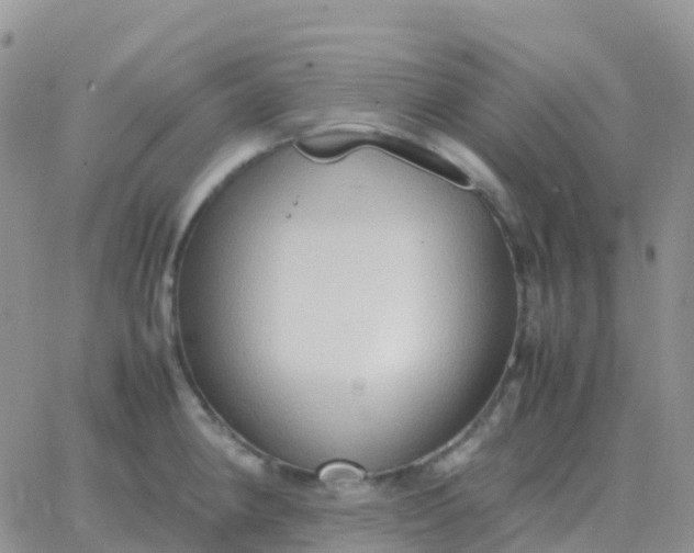 X0000065961190200603172017