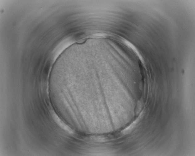 X0000065961194200603172017