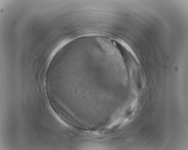 X0000065961197200603172016