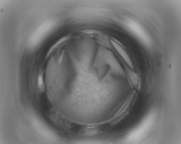 X0000065961198200603172016