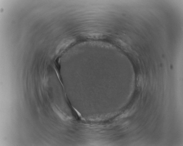 X0000065961202200603172016