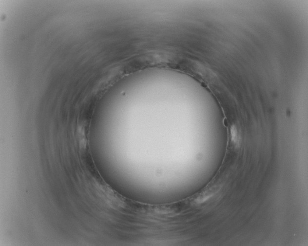 X0000065961203200603172016