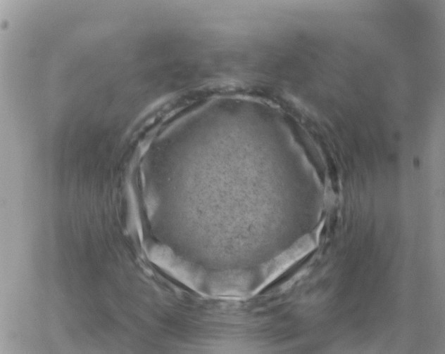 X0000065961206200603172016