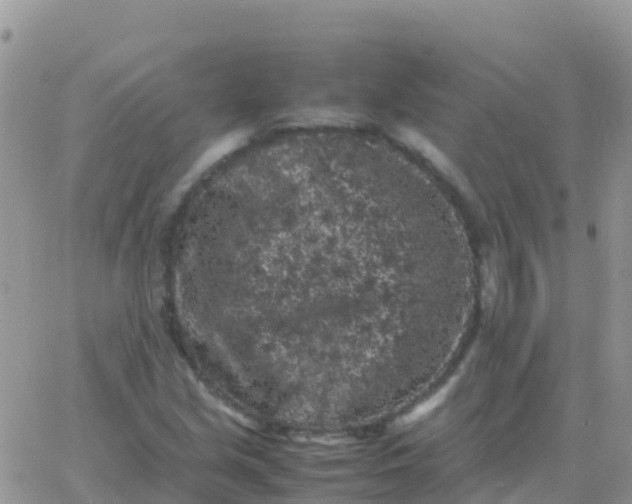 X0000065961213200603172016