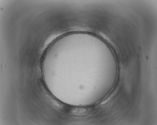 X0000065961215200603172016