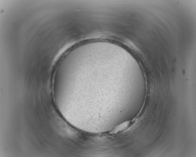 X0000065961216200603172016