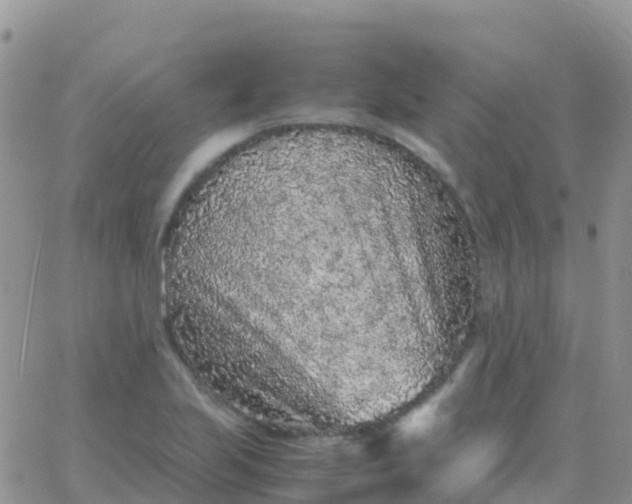 X0000065961223200603172016