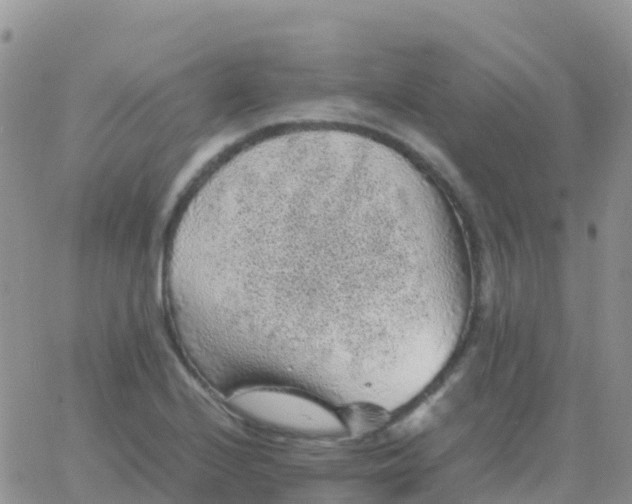 X0000065961224200603172016