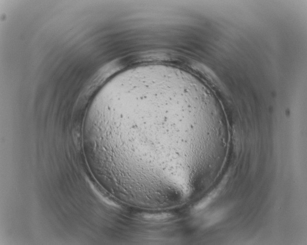 X0000065961225200603172016