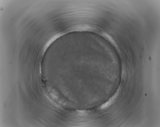 X0000065961226200603172016