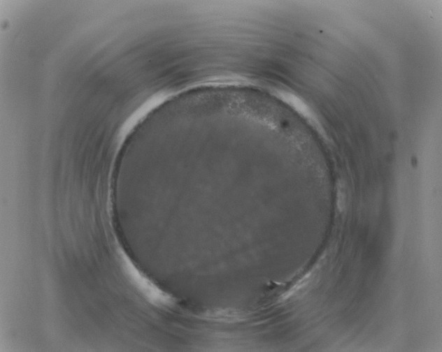 X0000065961229200603172016