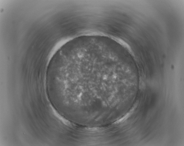 X0000065961231200603172016