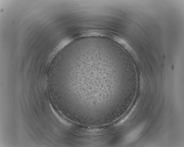 X0000065961233200603172016