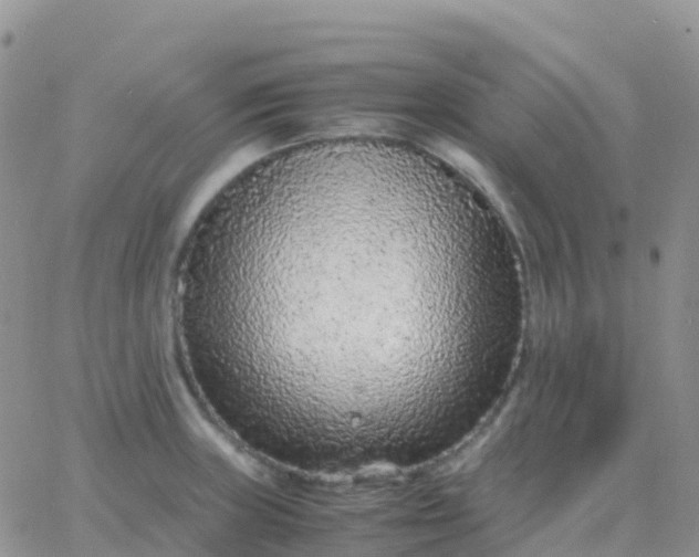 X0000065961235200603172016