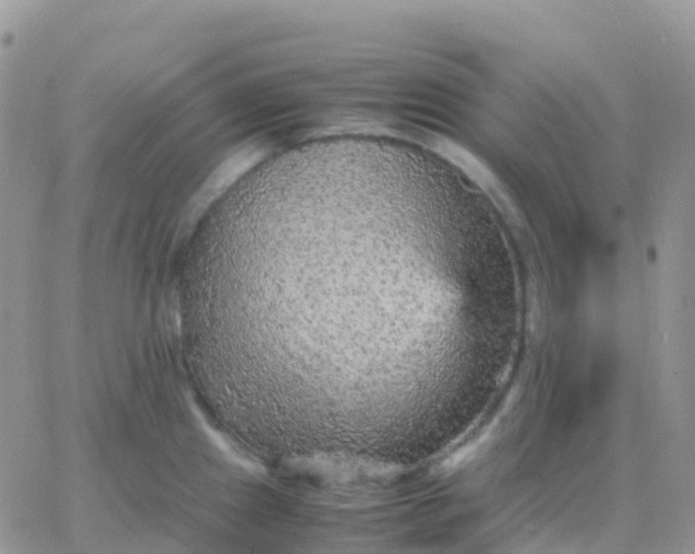 X0000065961241200603172016