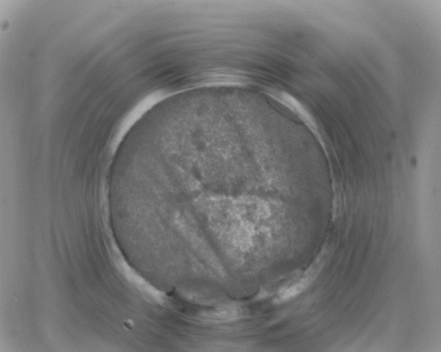 X0000065961243200603172016