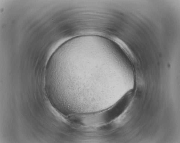 X0000065961244200603172016