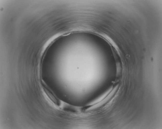 X0000065961246200603172016