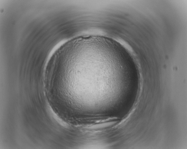 X0000065961248200603172016