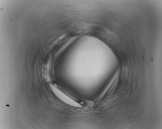 X0000065961250200603172016