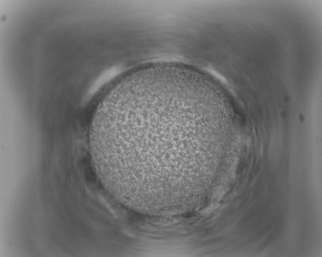 X0000065961255200603172016