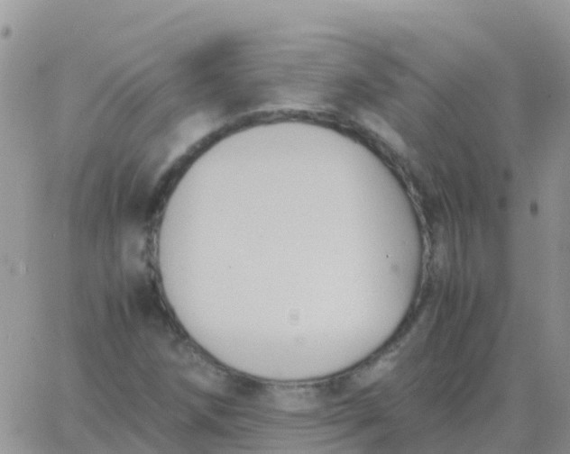 X0000065961258200603172015