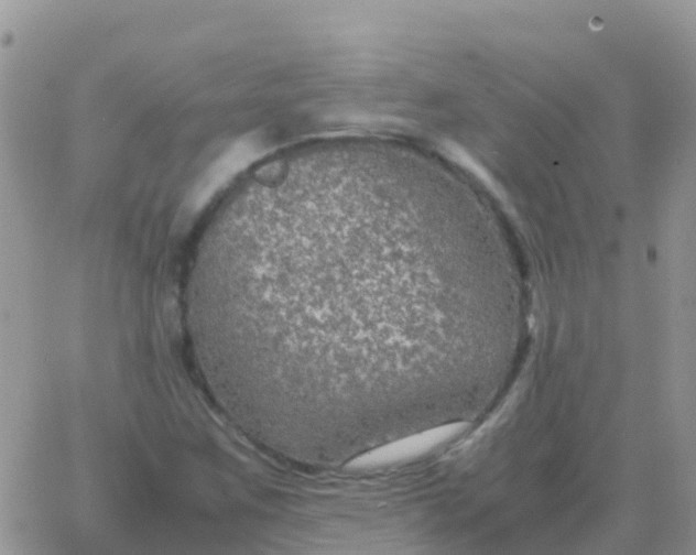 X0000065961259200603172015