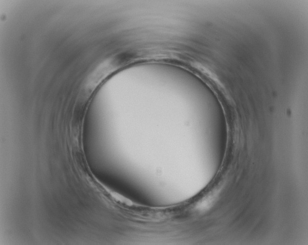 X0000065961273200603172015