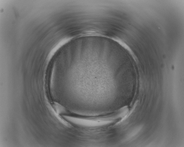 X0000065961333200603172015