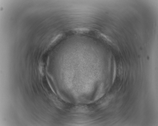 X0000065961346200603172014