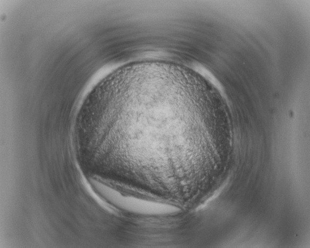 X0000065961429200603172013