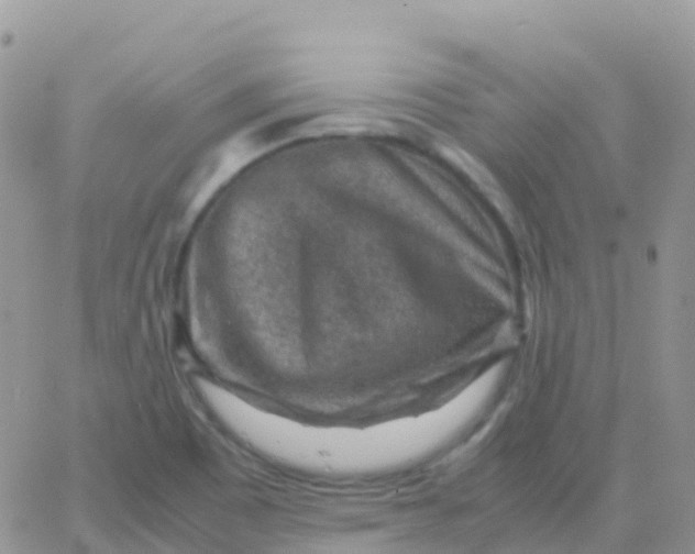 X0000065961465200603172012