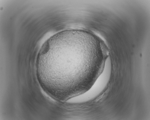 X0000065961471200603172012