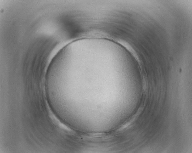 X0000065961486200603172012