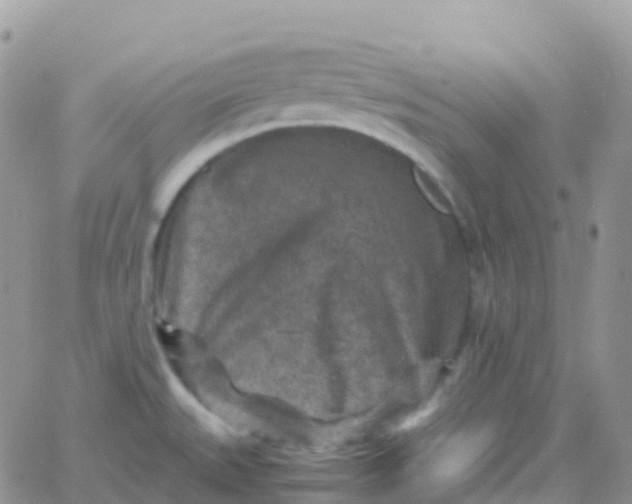 X0000065961527200603172012