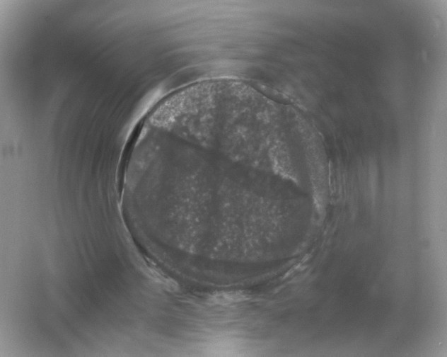 X0000065960099200603241857