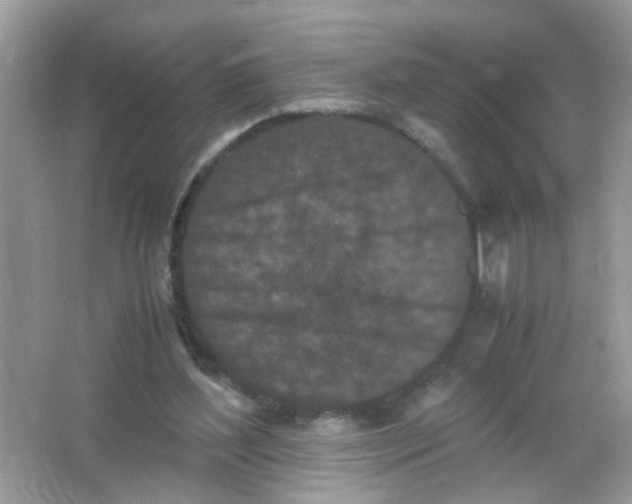 X0000065960204200603241856