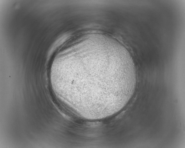 X0000065960245200603241854