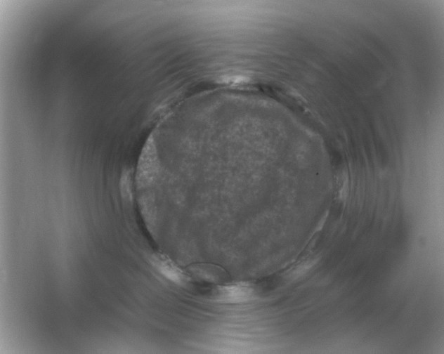 X0000065960286200603241855