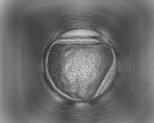 X0000065960453200603241851