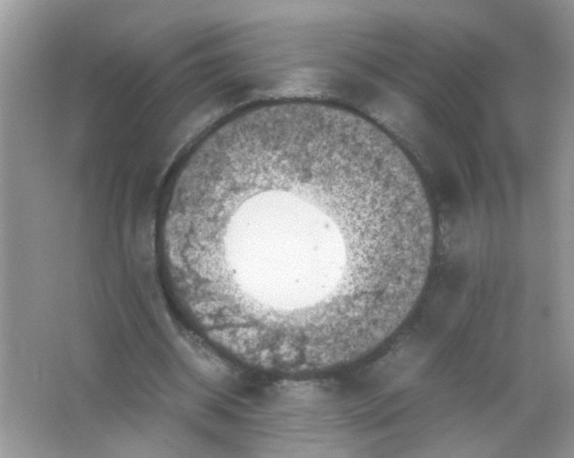 X0000065960534200603241849