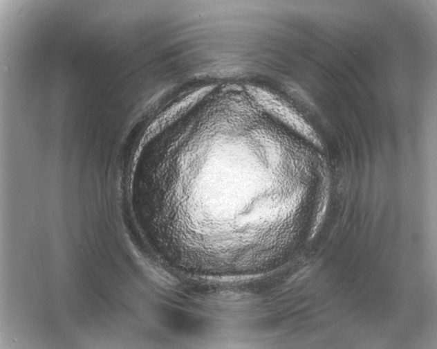 X0000065960542200603241850
