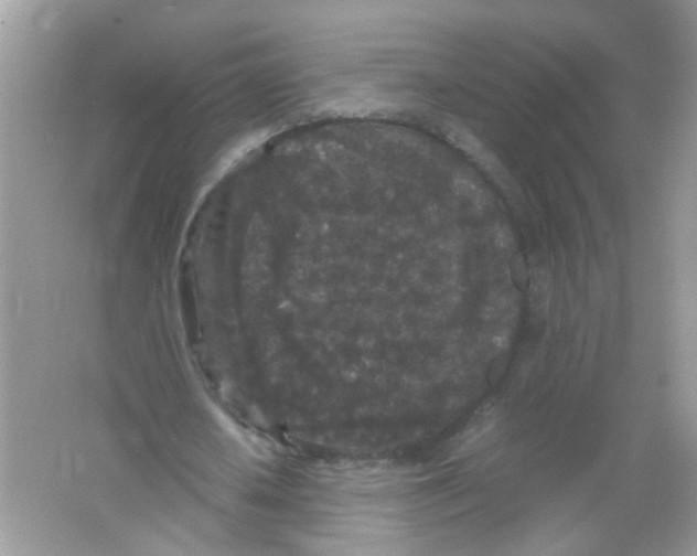 X0000065960626200603241848